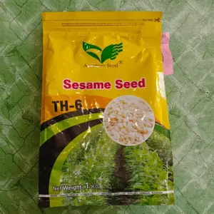 Seasame White Till Th-6 Amritsar Corporation Hybrid Seed 1kg - Amritsar Seed Corporation - Price in Pakistan Today (تل) - Seeds (Hybrid seeds Pakistan) Price in Pakistan Online | Kissan Cares
