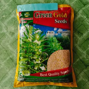Niab Pearl Sesame Green Seeds White Till Pure Organic Gold Hybrid Seed 1kg - GreenGold Agri Seeds - Price in Pakistan Today (تل) - Hybrid Seeds (Hybrid seeds Pakistan) Price in Pakistan Online | Kissan Cares - Back View