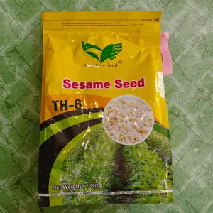 Seasame White Till Th-6 Amritsar Corporation Hybrid Seed 1kg - Amritsar Seed Corporation - Price in Pakistan Today (تل) - Seeds (Hybrid seeds Pakistan) Price in Pakistan Online | Kissan Cares