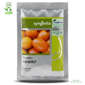 (ہائبرڈ ٹماٹر کا بیج) 1057 Tomato Hybrid F1 Seed Treated With Thiram And Carbendazim Tomato Seed 10gm - Syngenta Pakistan Limited by Syngenta Seeds - Hybrid Seeds (Syngenta 1057 tomato seed price) Price in Pakistan Online | Kissan Cares - Back View