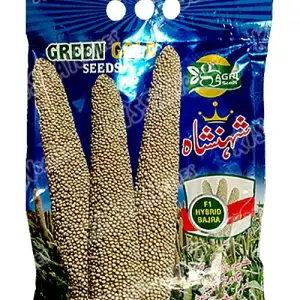 Pearl Millet Shahansha 2. Pakkawan Bajra F1 Hybrid Seed 5kg - GreenGold Agri Seeds - Price in Pakistan Today (بیج) - Hybrid Seeds (Hybrid seeds Pakistan) Price in Pakistan Online | Kissan Cares - Back View