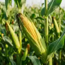 Maize