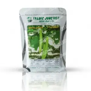 Sponge Gourd White Queen Vegetable F1 Hybrid Seed 50gram - Tradic Junction - Price in Pakistan Today (بیج) - Hybrid Seeds (Hybrid seeds Pakistan) Price in Pakistan Online | Kissan Cares