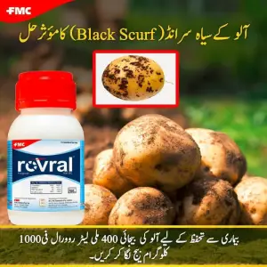 Iprodione 500sc 500SC Fungicide 200ml - FMC Pakistan - Price in Pakistan Today (اللی مار دوا) - Pesticides (Kissan Cares) Price in Pakistan Online | Kissan Cares