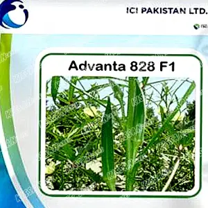 Advanta 828 Okra Vegetable Ici Pakistan Bhindi Lady Finger F1 Hybrid Seed 100gm - (lci) Lucky Core - Price In Pakistan Today (بھنڈی) - Hybrid Seeds (Advanta 828 okra seed price Pakistan) Price in Pakistan Online | Kissan Cares - Back View