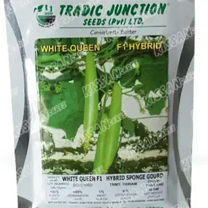 Sponge Gourd White Queen Vegetable F1 Hybrid Seed 50gram - Tradic Junction - Price in Pakistan Today (بیج) - Hybrid Seeds (Hybrid seeds Pakistan) Price in Pakistan Online | Kissan Cares - Back View