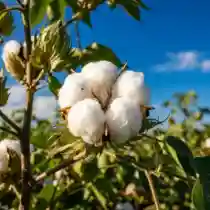 Cotton