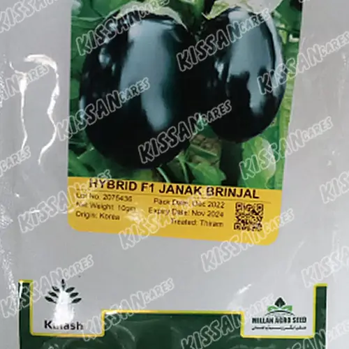 Brinjal Vegetable Seeds Kalash Seeds Pvt Ltd Hybrid Seed 10 g - Kalash Seeds pvt. Limited - Price in Pakistan Today (بیج) - Hybrid Seeds (Hybrid seeds Pakistan) Price in Pakistan Online | Kissan Cares - Back View Thumbnail
