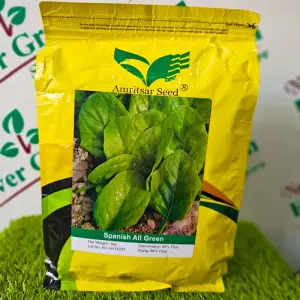 Spinach All Green Palak Amritsar Hybrid Seed 1kg - Amritsar Seed Corporation - Price in Pakistan Today (پالک) - Seeds (Hybrid seeds Pakistan) Price in Pakistan Online | Kissan Cares