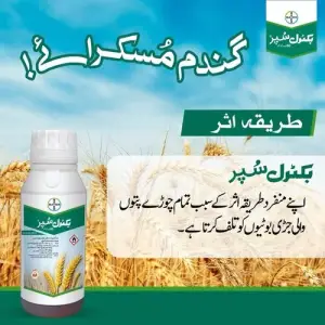 Buctril Bromoxynil Octanoate + Heptanoate Ester Wheat Gandam Super 60EC Herbicide 300ml - BAYER - Price in Pakistan Today (گندم) - Pesticides (Wheat rate today) Price in Pakistan Online | Kissan Cares - Back View