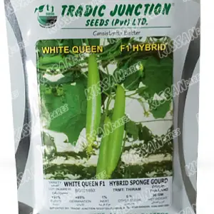 Sponge Gourd White Queen Vegetable F1 Hybrid Seed 50gram - Tradic Junction - Price in Pakistan Today (بیج) - Hybrid Seeds (Hybrid seeds Pakistan) Price in Pakistan Online | Kissan Cares - Back View