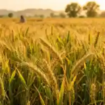 Wheat