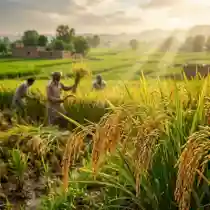 Rice