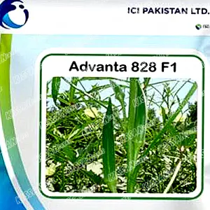Advanta 828 Okra Vegetable Ici Pakistan Bhindi Lady Finger F1 Hybrid Seed 100gm - (LCI) Lucky Core - Price in Pakistan Today (بھنڈی) - Hybrid Seeds (Hybrid seeds Pakistan) Price in Pakistan Online | Kissan Cares - Back View