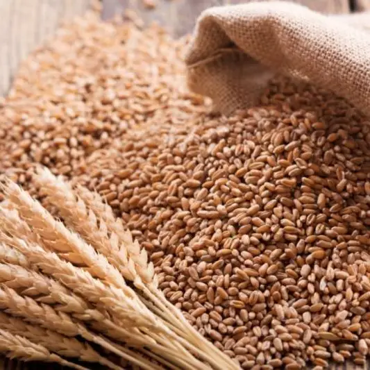 Akbar 19 Wheat Al Aziz Corporation Hybrid Seed 50kg - KISSAN Cares - Price in Pakistan Today (گندم) - Seeds (Wheat rate today) Price in Pakistan Online | Kissan Cares