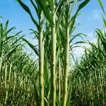Sugarcane