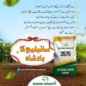 3575 Corn Sohni Dharti Best Corn For Silage Hybrid Seed 10kg - Sohni Dharti Seeds - Price in Pakistan Today (مکئی) - Hybrid Seeds (Hybrid seeds Pakistan) Price in Pakistan Online | Kissan Cares - Back View